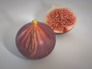 fig 3Dモデル
