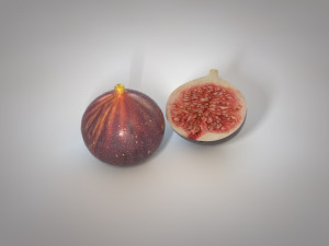 fig 3Dモデル