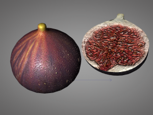 fig 3Dモデル