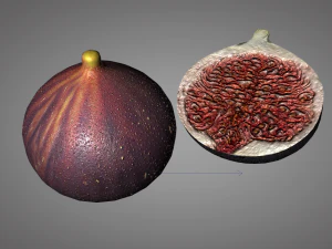 fig 3D Model