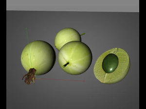 करौंदा 3D मॉडल