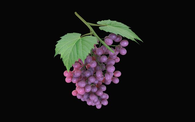 black purple grapes Modelo 3D .c4d .max .obj .3ds .fbx .stl .blend 