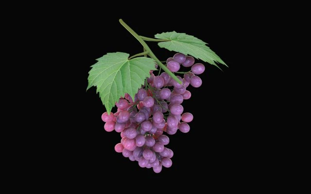 black purple grapes 3D Model .c4d .max .obj .3ds .fbx .stl .blend 