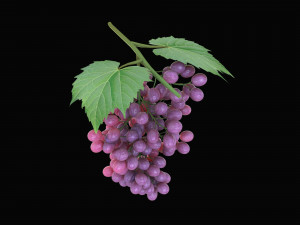 black purple grapes 3D 模型