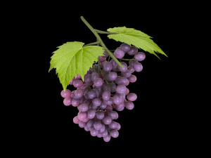black purple grapes 3D Model