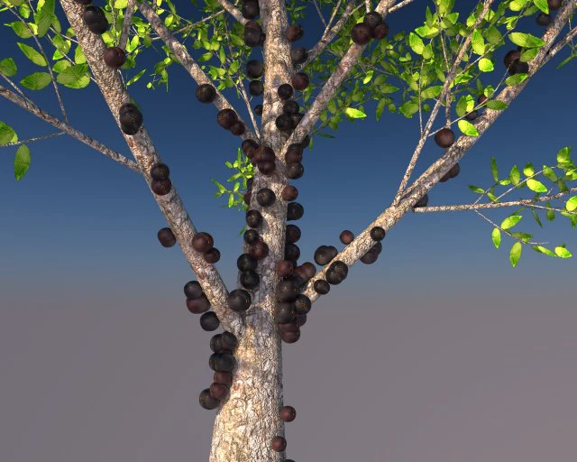 jabuticaba fruit tree 3D Model .c4d .max .obj .3ds .fbx .stl .blend