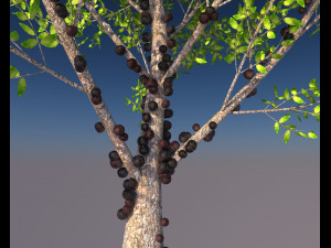 jabuticaba fruit tree 3D Model