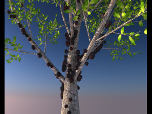 jabuticaba fruit tree 3D Model