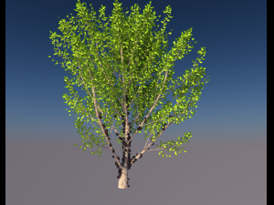 jabuticaba fruit tree 3D Model