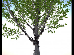 jabuticaba fruit tree 3D Model