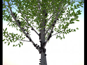 jabuticaba fruit tree 3D Model