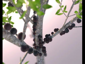jabuticaba fruit tree 3D Model