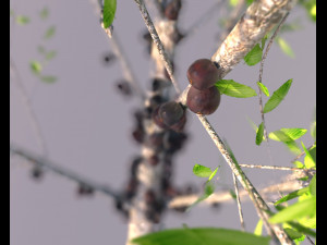 jabuticaba fruit tree 3D Model