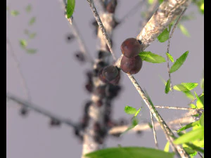 jabuticaba fruit tree 3D Model