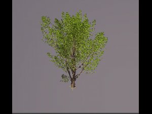 jabuticaba fruit tree 3D Model