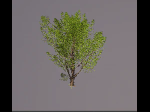 jabuticaba fruit tree 3D Model