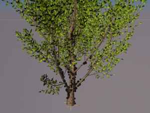 jabuticaba fruit tree 3D Model