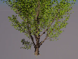 jabuticaba fruit tree 3D Model