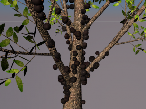 jabuticaba fruit tree 3D Model
