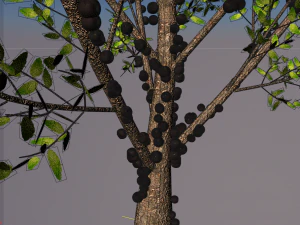 jabuticaba fruit tree 3D Model
