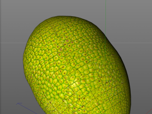 jack fruit 3D Модель