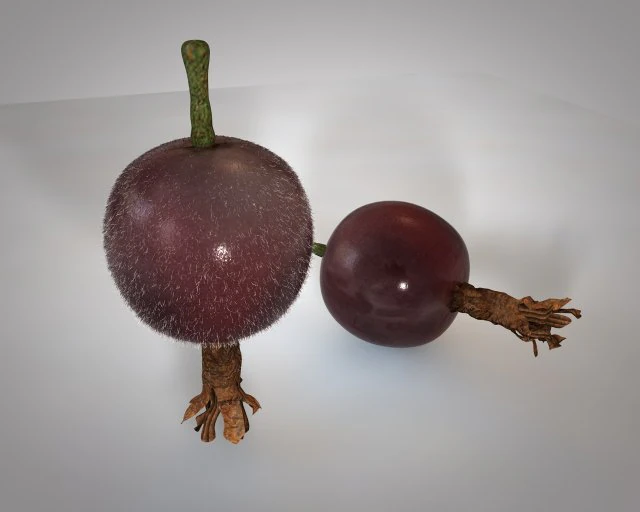 jostabesbessen 3D Model .c4d .max .obj .3ds .fbx .stl .blend 