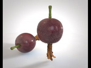jostaberry berries Modelo 3D