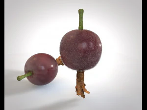 jostabesbessen 3D Model