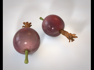 jostaberry berries Modelo 3D