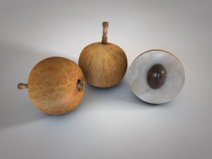 longan dimocarpus fruit Model 3D