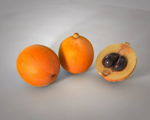 loquat citric fruit 3D Model .c4d .max .obj .3ds .fbx .stl .blend 