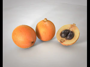 loquat citric fruit 3D Model