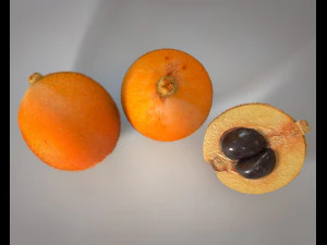 loquat citric fruit 3D Model