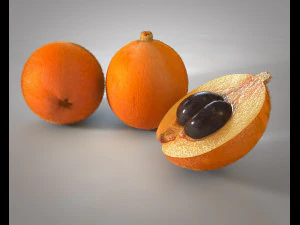 loquat citric fruit 3D Model