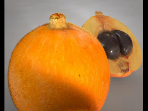 loquat citric fruit 3D Model