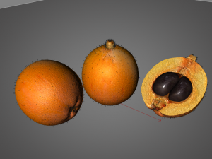 loquat citric fruit Modelo 3D