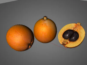 loquat citric fruit 3D Model