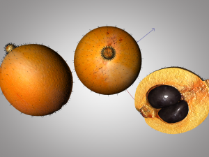 loquat citric fruit Modelo 3D