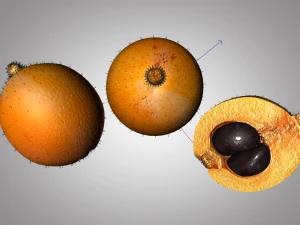 loquat citric fruit 3D Model