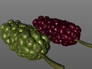 miracle fruit 3D Model
