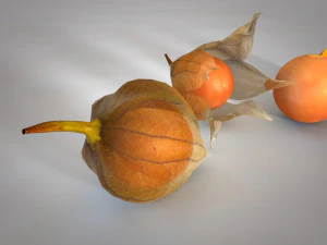 frutto di Physalis Modello 3D