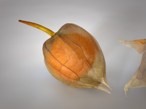 physalis fruit 3D 모델