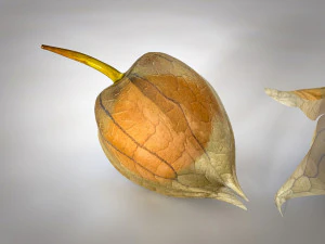 물리 과일 3D 모델