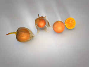 물리 과일 3D 모델