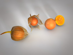physalis fruit 3D 모델