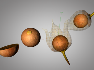 physalis fruit 3D 모델