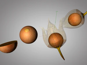 물리 과일 3D 모델