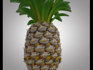 pine apple fruit 3D 模型