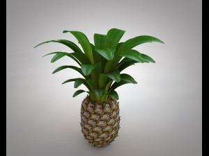 pine apple fruit 3D 模型
