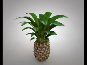 frutto di mela pino Modello 3D